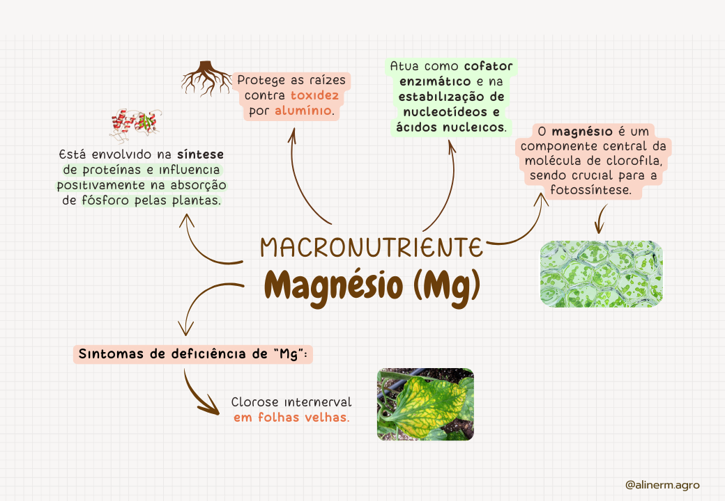 ELEMENTOS-ESSENCIAIS-DAS-PLANTAS (4)
