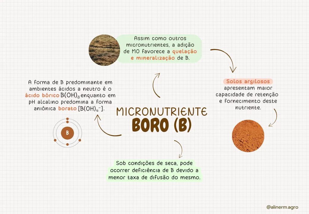 ELEMENTOS-ESSENCIAIS-DAS-PLANTAS (5)
