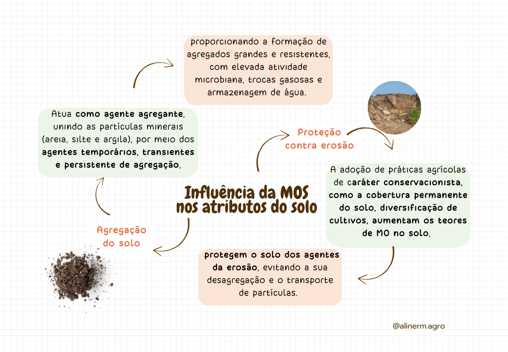 Macronutrientes no solo-1.pptx (4)